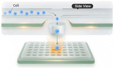 Microfluidic Cell Sorting Chip