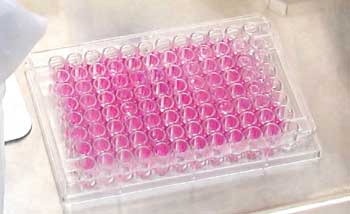 cell reasearch