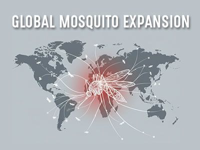 expansão de mosquitos